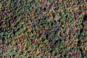 Trees with Autumn Colors Vertical View along the Blue Ridge Parkway NC aerial 7686 1
