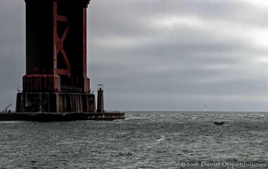Whale_at_Golden_Gate_Bridge_9796