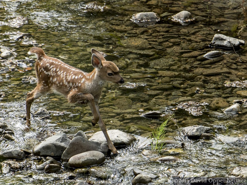 White-tailed Fawn at Vichy Springs Resort in Ukiah