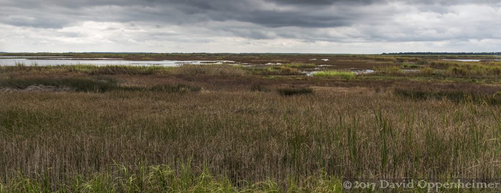 Yawkey-South Island Reserve Salt Marsh