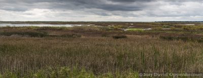 Yawkey-South Island Reserve Salt Marsh
